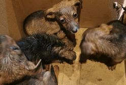 Szczenięta porzucone w lesie. Policja prosi o pomoc w ustaleniu sprawcy