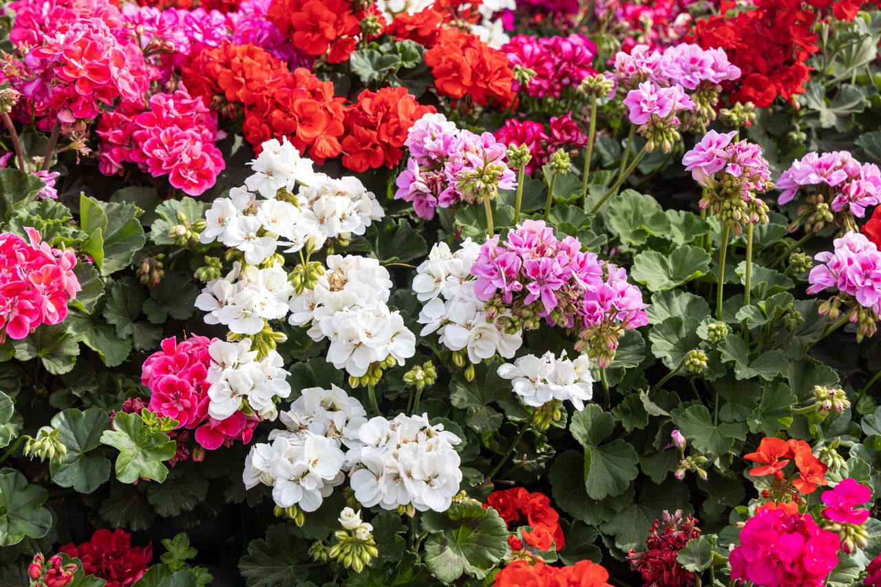 Pelargonie