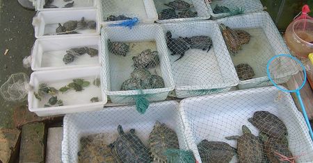 Internauci pomogą przyrodnikom zlokalizować obce gatunki zwierząt
