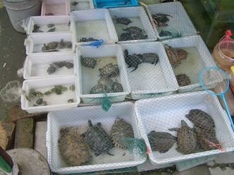 Internauci pomogą przyrodnikom zlokalizować obce gatunki zwierząt