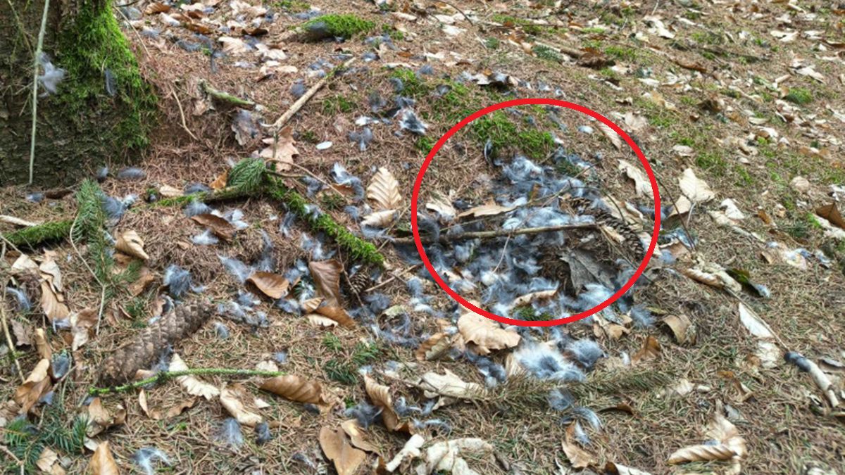 Dzięcioły rozszarpane przez myszołowy.