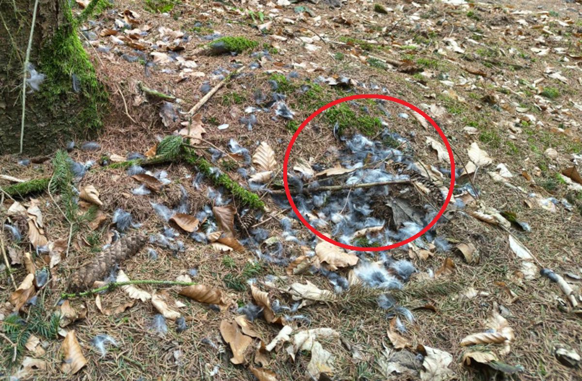 Śledztwo w lesie. Pokazali zdjęcia. Prawda wyszła na jaw