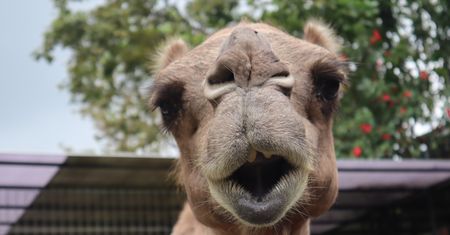 Gdańskie zoo ma nowego mieszkańca. "Trzymajcie kciuki"