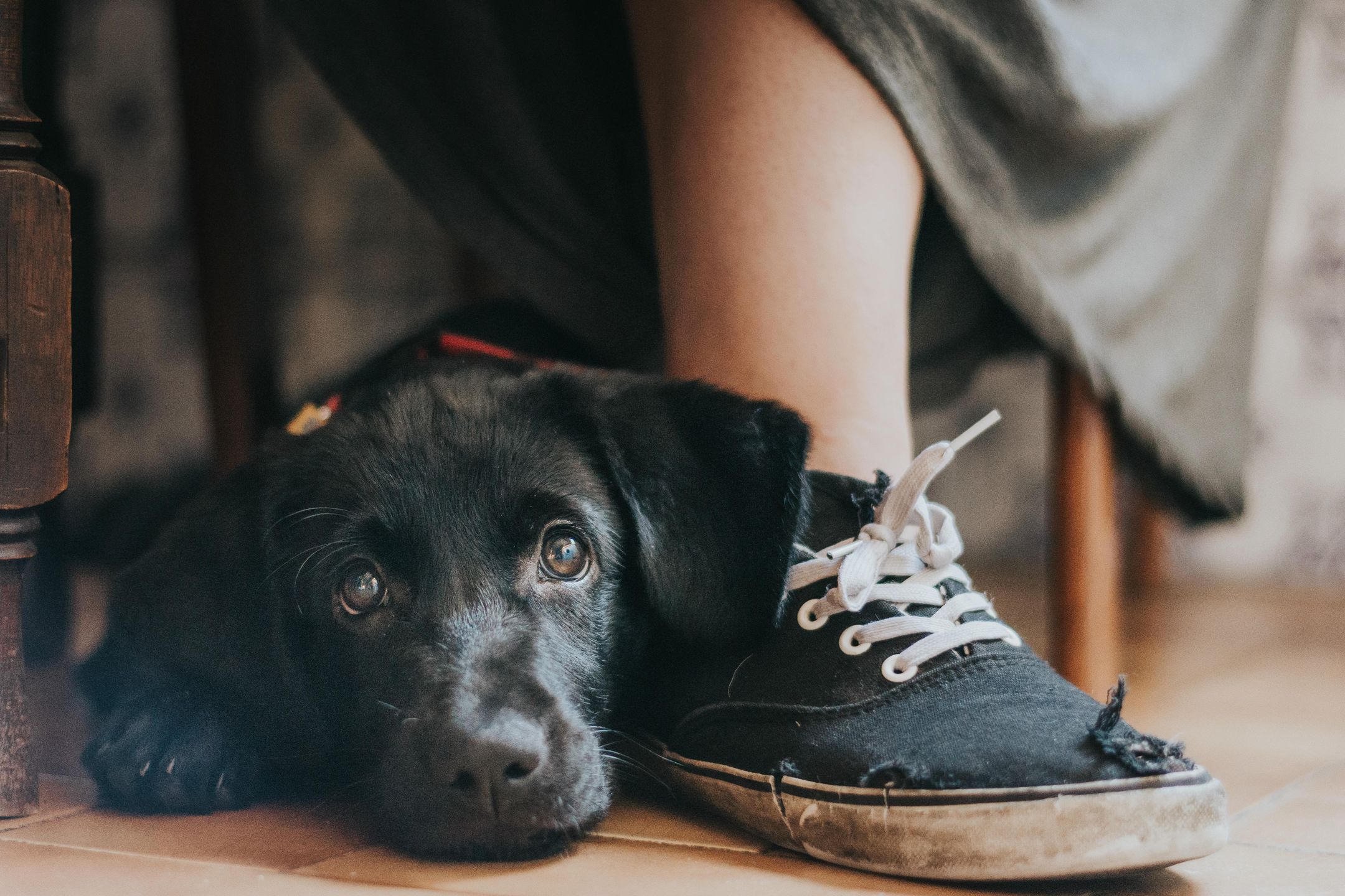 Oto najbardziej urocze zdjęcia psów w konkursie The Kennel Club Dog Photographer of the Year 1