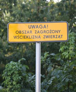 20 ognisk wścieklizny. Koty na przymusowe szczepienie