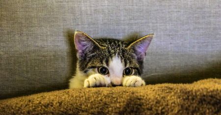 Z Gfycat Loops robienie własnych GIF-ów jest dziecinnie proste