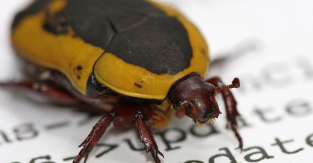 Najbardziej dziurawą przeglądarką nie jest ani Chrome, ani Firefox