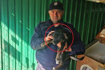 79-latek wyrzucił szczeniaka w worku. Tak się tłumaczył