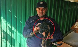 79-latek wyrzucił szczeniaka w worku. Tak się tłumaczył