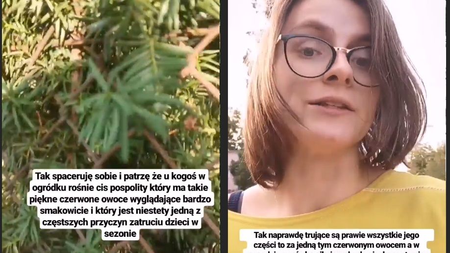Cis pospolity to częsta przyczyna zatruć wśród dzieci