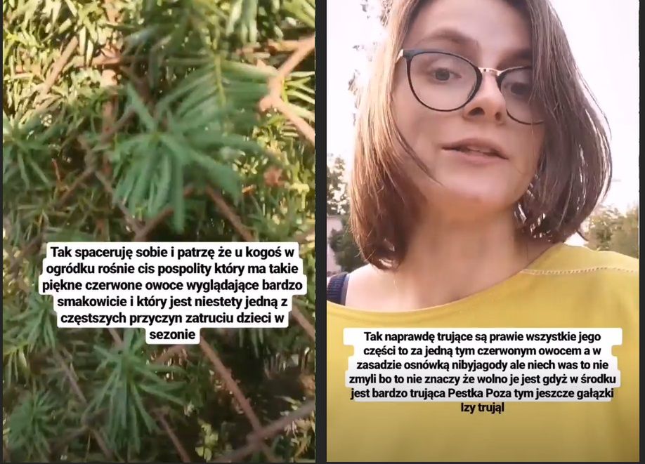 Cis jest silnie trujący. Lekarka ostrzega przed zatruciami u dzieci