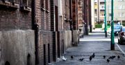 Świętochłowice: Prezydent miasta podkreśla przemianę i rozwój Lipin
