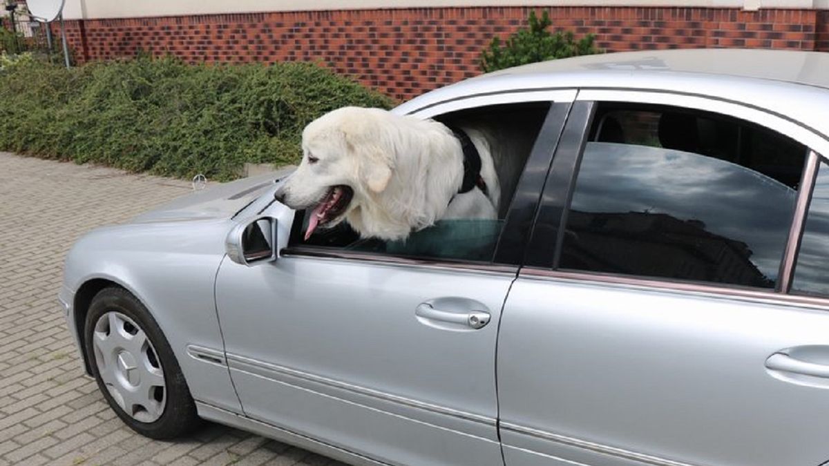 Złodziej połasił się na samochód i psa.