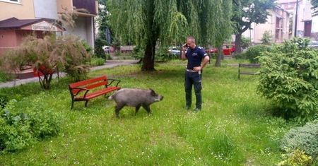 Dzik zjadł dzieciom pierogi, a potem zaczął „warczeć”. Nietypowa interwencja policji