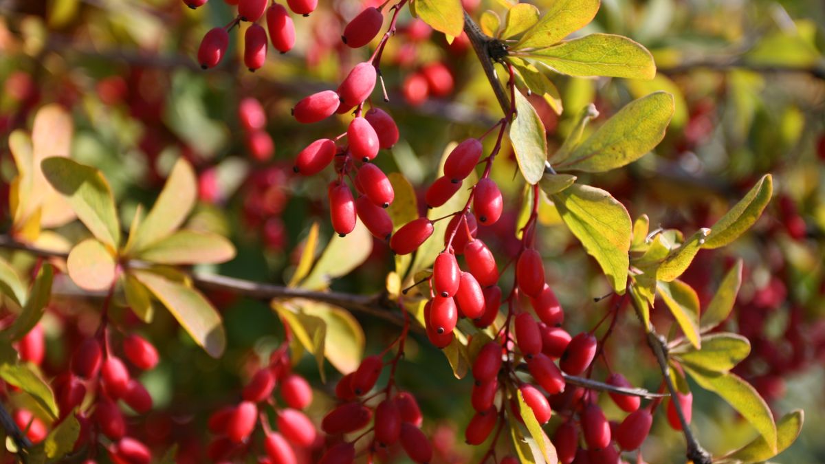 Owoce berberysu mają wiele właściwości zdrowotnych