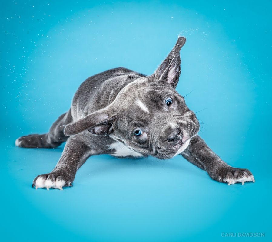 Shake Puppies - zakręcone szczeniaki Carli Davidson 11