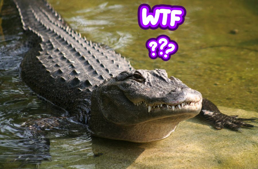 20-latek wskoczył na wybieg aligatorów.