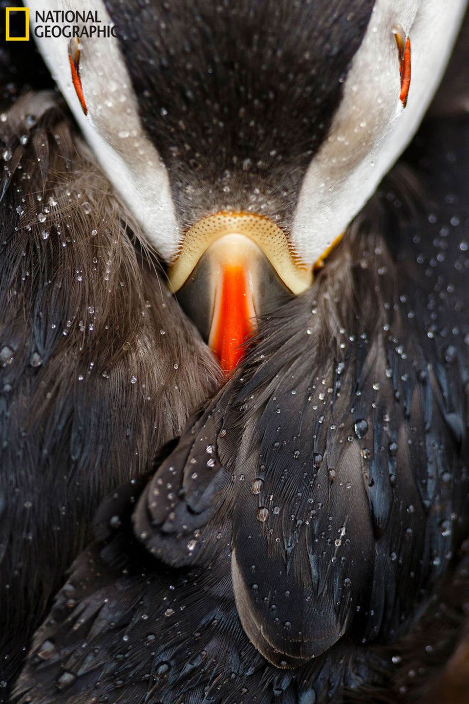 Fotografie natury, która nie przestaje zachwycać. Oto finałowe prace konkursu National Geographic Nature Photographer of the Year 2016 6