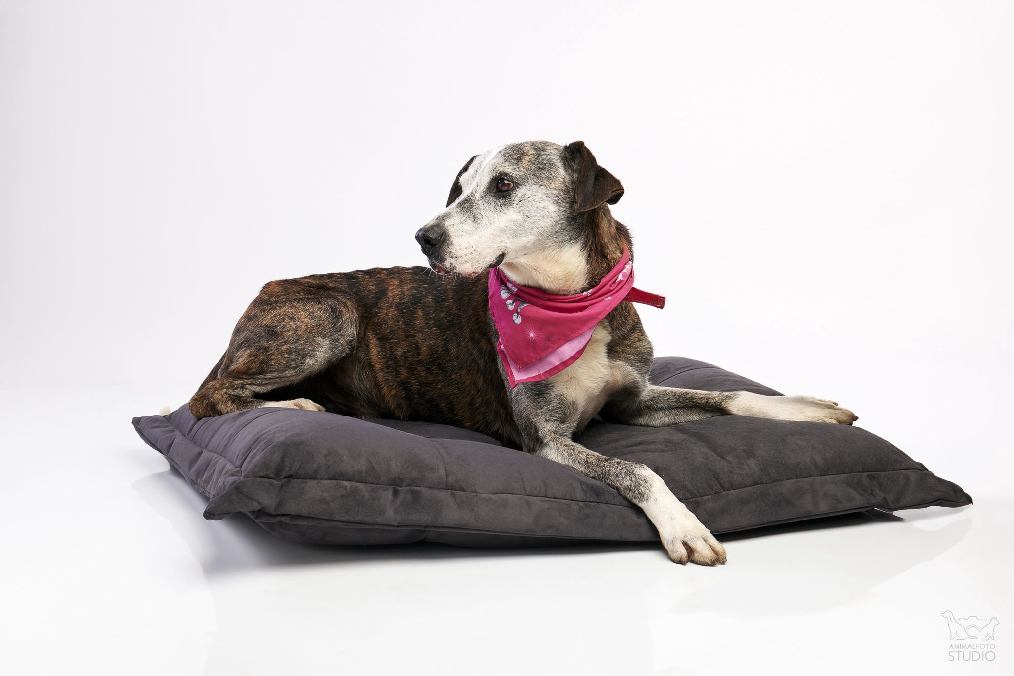 fot. Animal Foto Studio Kamil Czyżewski