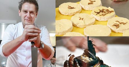 Potrawy z ROBAKÓW w "Hell's Kitchen"... (ZDJĘCIA)