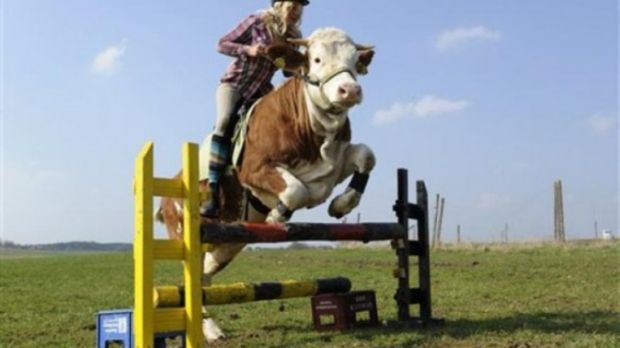 Jeździectwo w Niemczech ma się dobrze! [wideo] 1