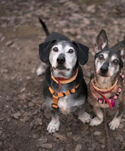 Warszawa. Będzie staruszkowo "zwolnij tempo". Schronisko Na Paluchu tworzy placówkę dla psich seniorów