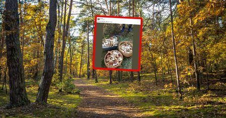 "Eldorado". Ujęcie z Podlasia zapiera dech