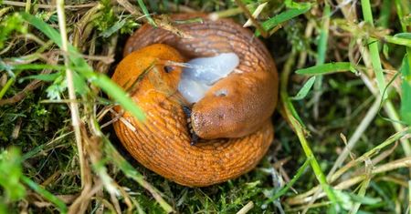 Rozkrój i połóż w ogrodzie. Wyłapie wszystkie ślimaki