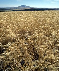 Wielkopolska. W zbożu znaleziono zwłoki mężczyzny