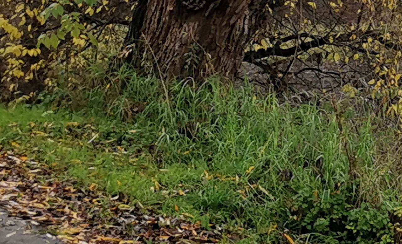 Honor 20 Pro wycinek kadru 48 Mpix