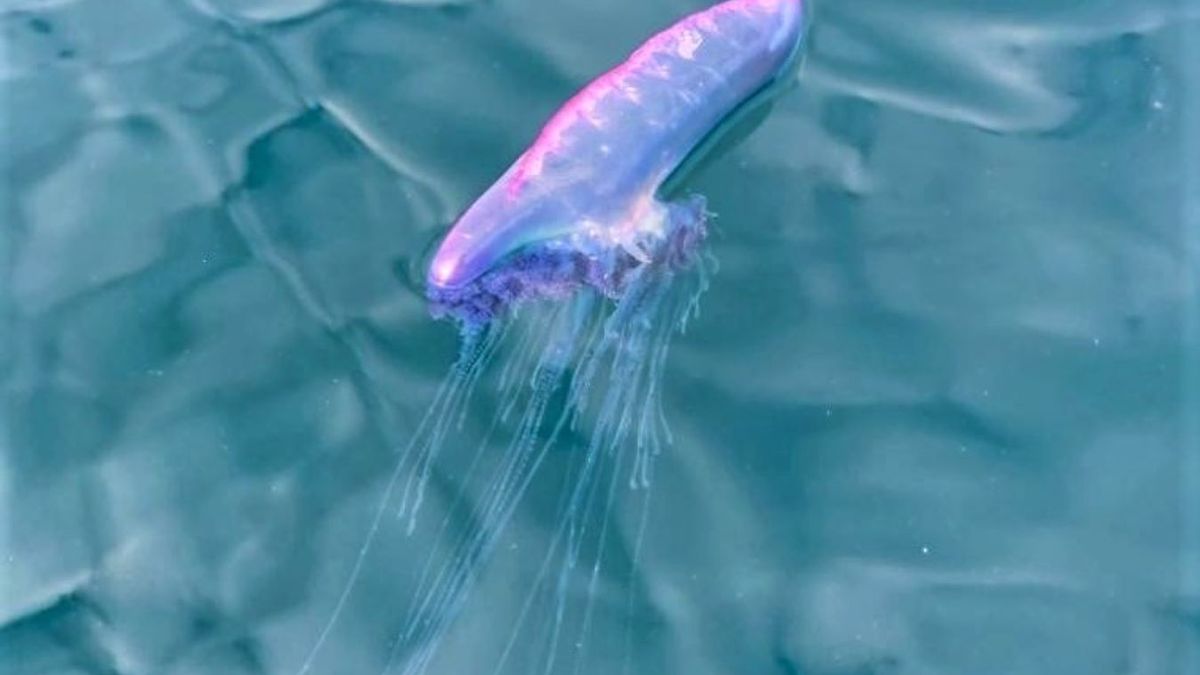 Parzydełkowiec może być niebezpieczny dla człowieka 