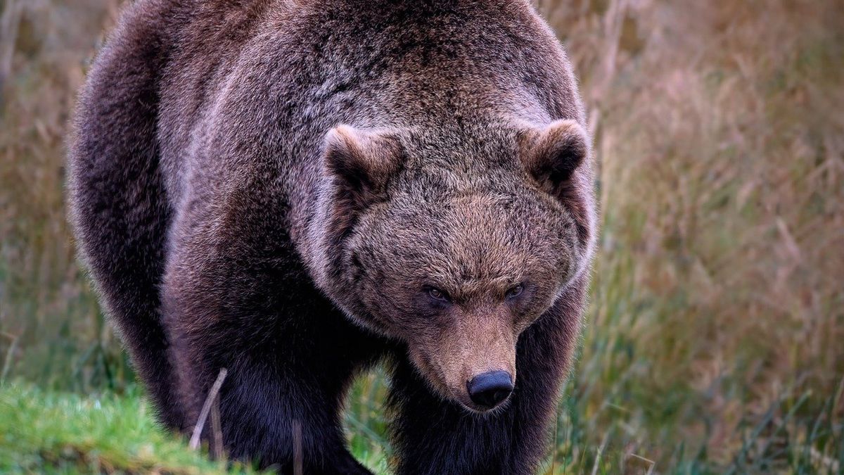 W Tarach doszło do nietypowego zdarzenia z udziałem niedźwiedzia...
