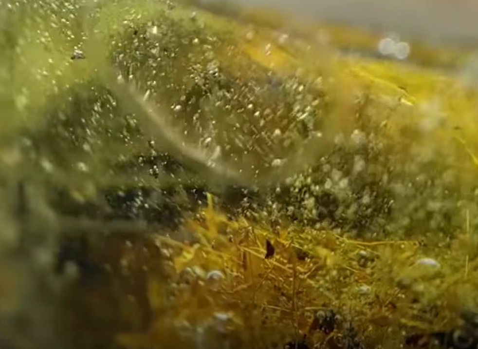 Stare telefony i woda królewska, czyli jak uzyskać niemal czyste złoto 5