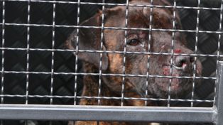 Amstaff pogryzł 7-latka. Pies nie był szczepiony