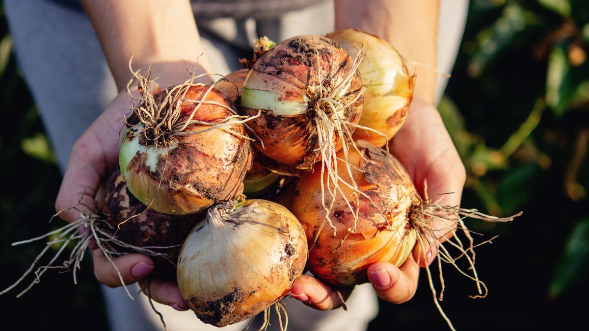 Taka cebula to skarb. Zastosuj specjalną odżywkę