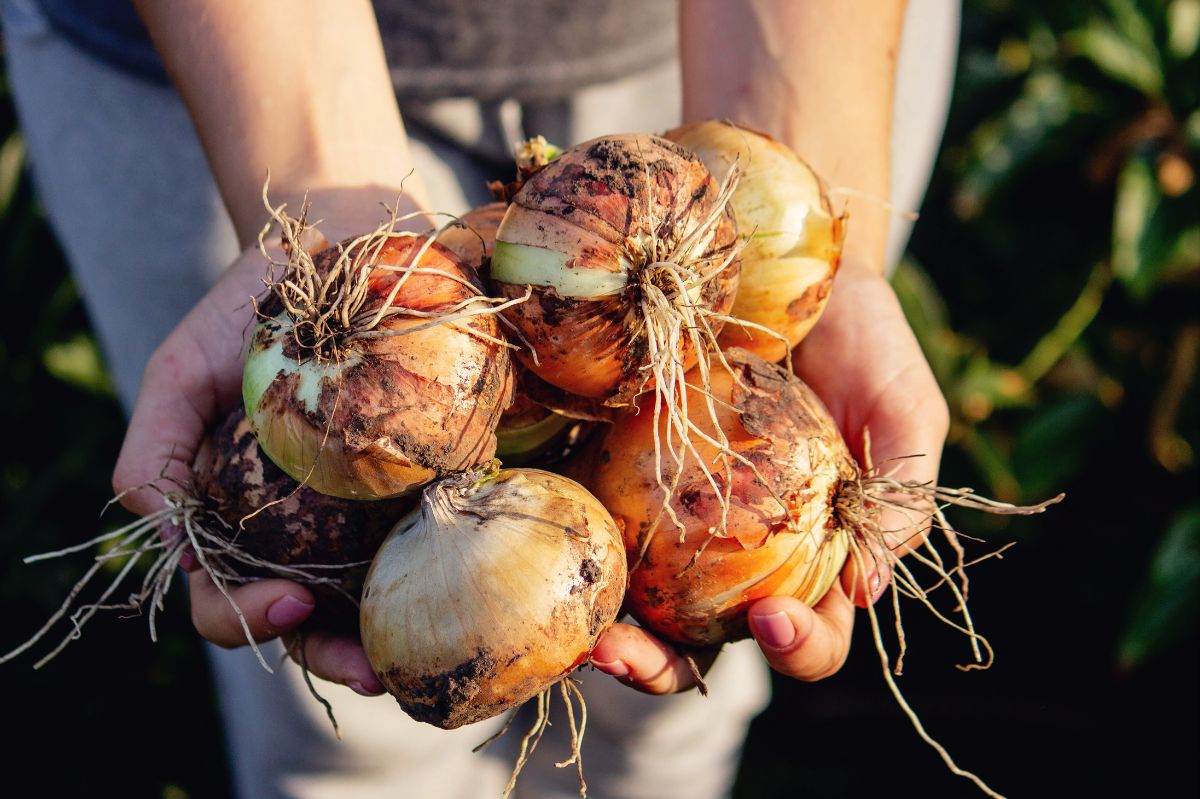 Such an onion is a treasure. Apply a special conditioner.