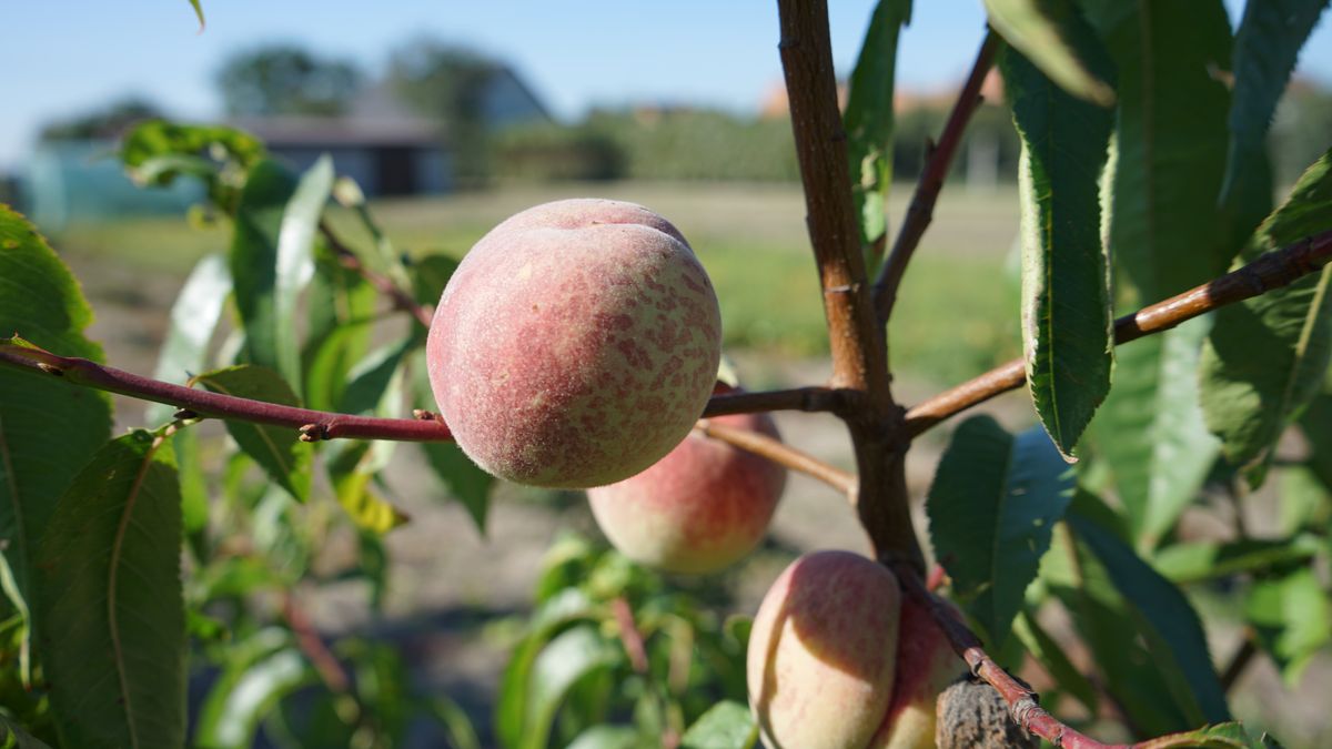 Brzoskwinie rosnące na drzewku