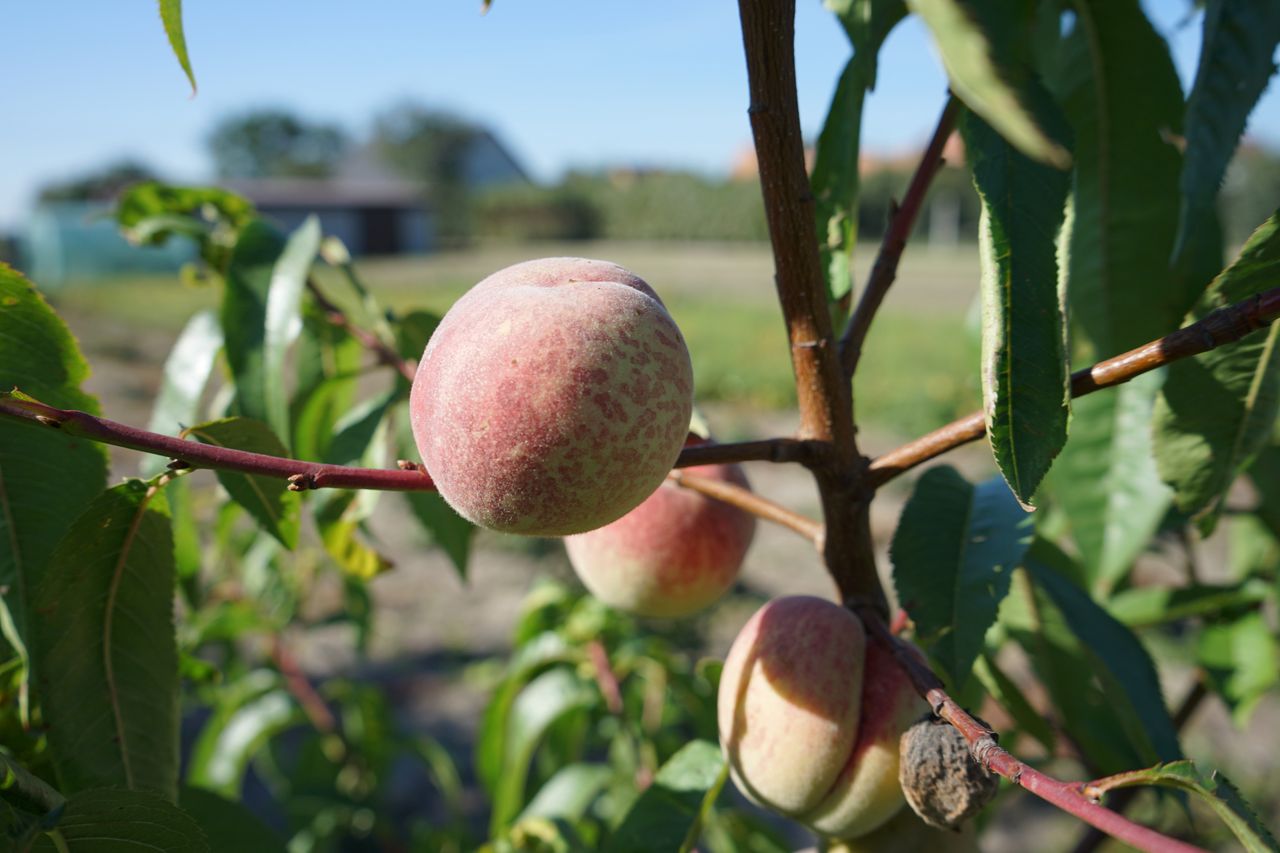 Peaches growing on the tree