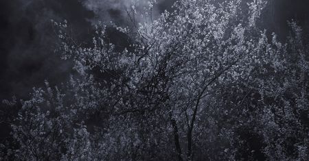 Piękno XIX-wiecznych obrazów natury przeniesione na pole fotografii w projekcie "Blossom"
