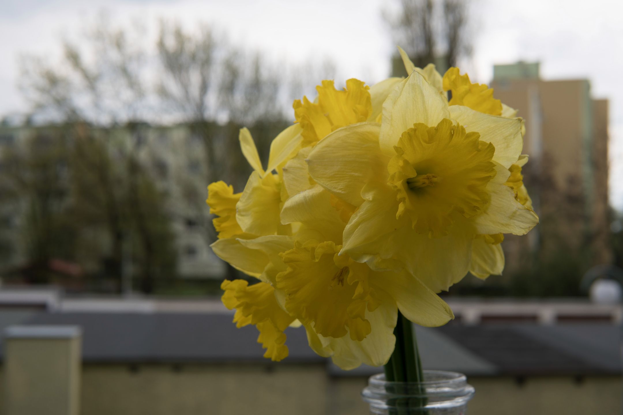 Sigma 30 mm f/1.4 DC DN - recenzja jasnego obiektywu stworzonego z myślą o bezlusterkowcach 27