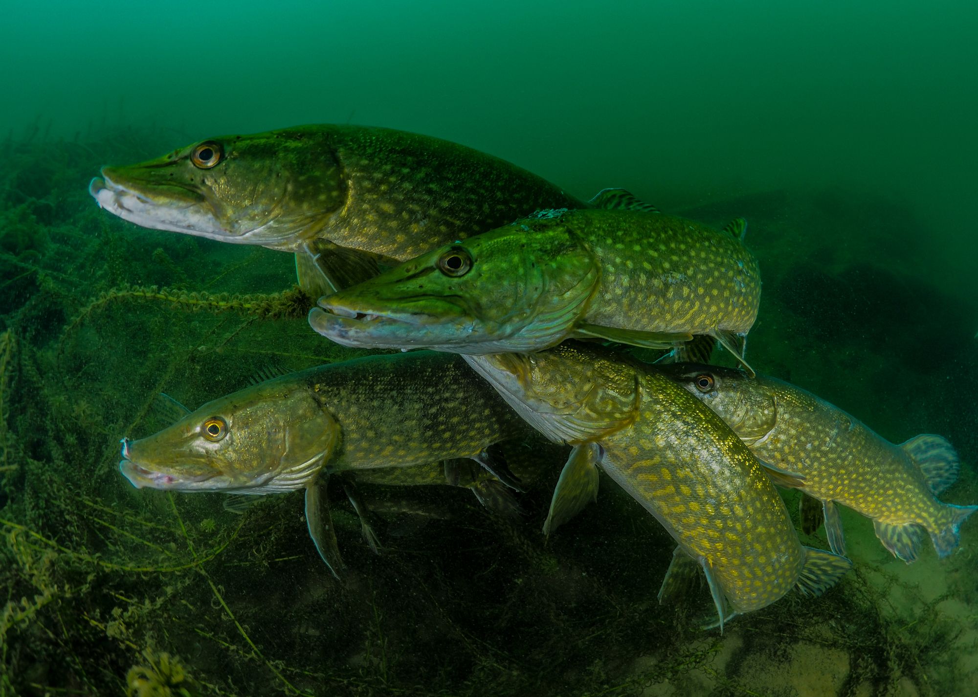 Underwater Photographer of the Year 2018 - niesamowity podwodny świat na wyciągnięcie ręki 2