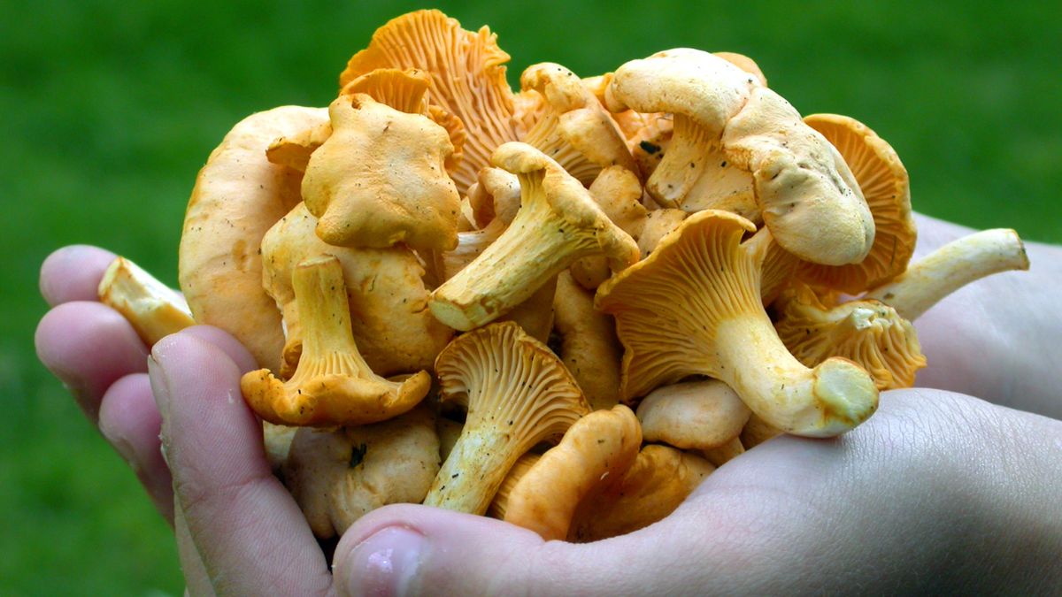 W polskich lasach można już zbierać kurki