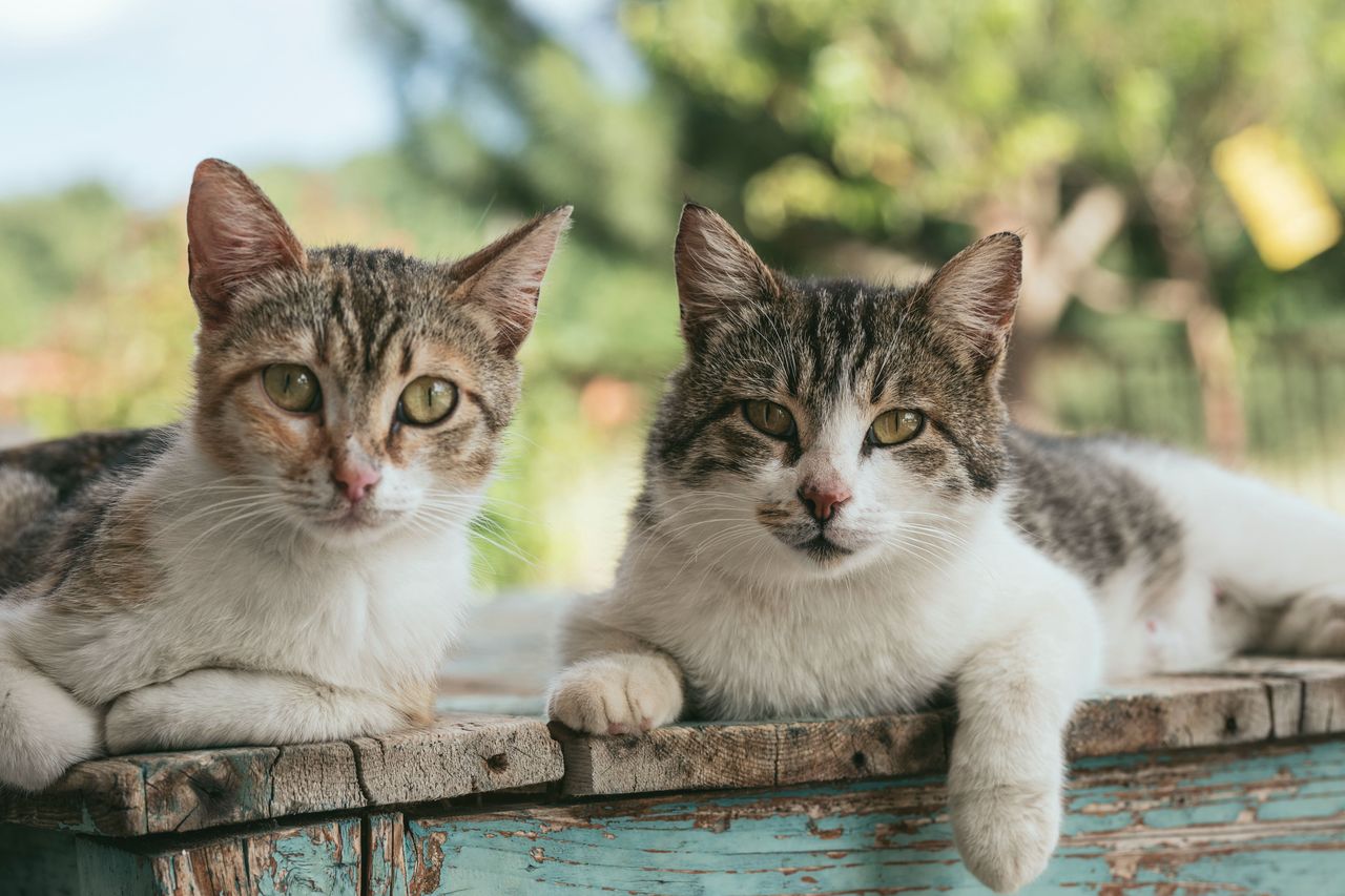 Global cat diet reveals 2,084 species on the menu, a serious threat to protected wildlife