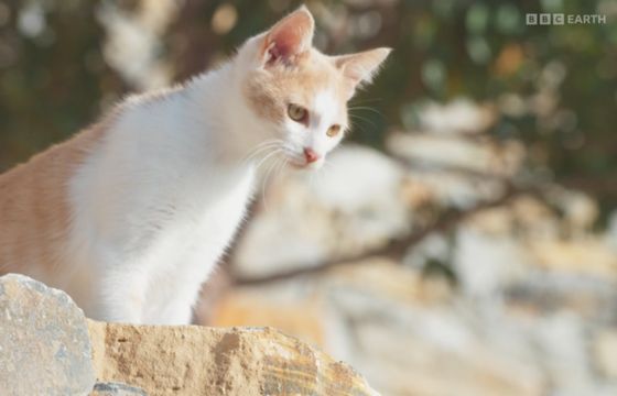 Nadawca kanałów BBC wzmacnia biuro w Polsce