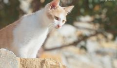 Nadawca kanałów BBC wzmacnia biuro w Polsce