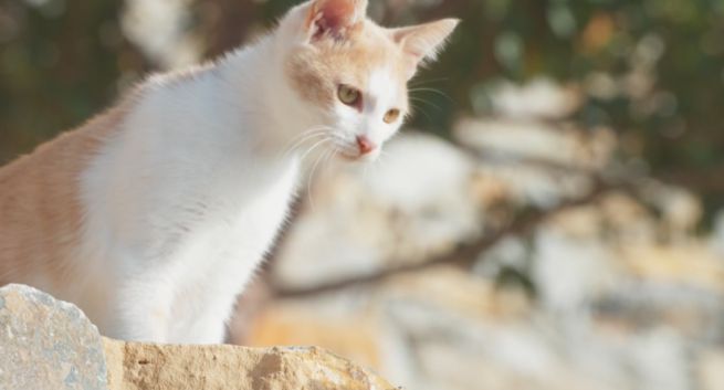 Nadawca kanałów BBC wzmacnia biuro w Polsce