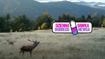 "Zaczęło się". Leśnicy na dowód pokazali to nagranie