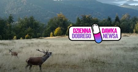 "Zaczęło się". Leśnicy na dowód pokazali to nagranie