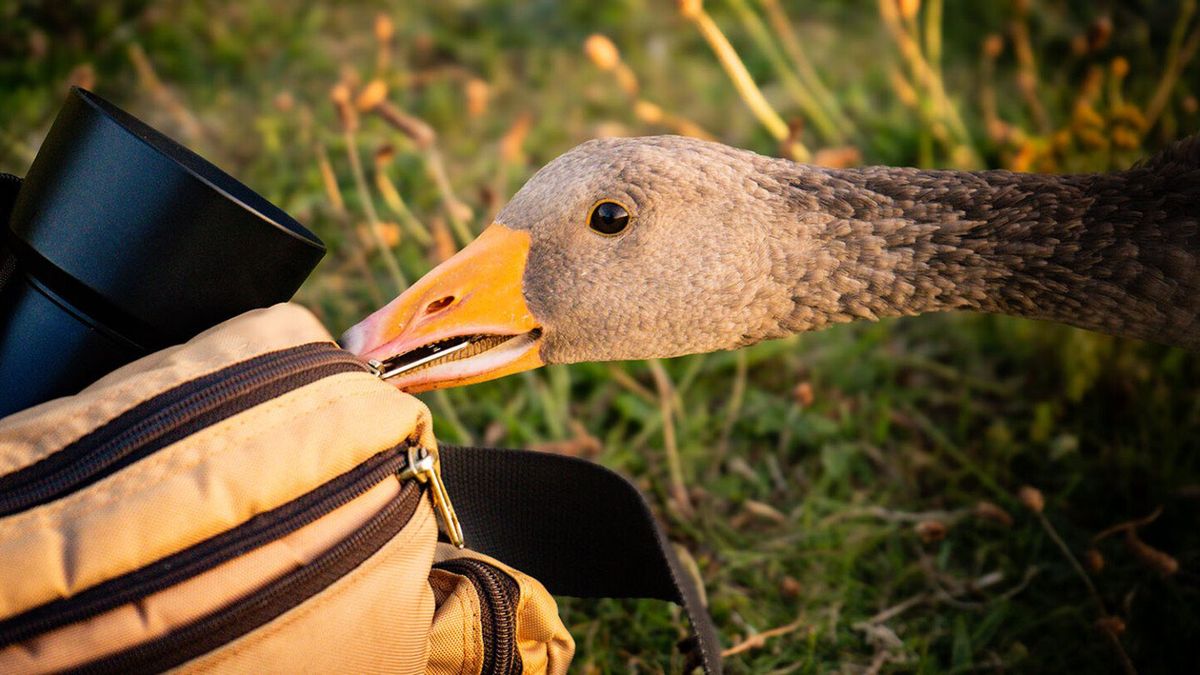 Gęś, którą uchwycił fotograf w Wielkiej Brytanii