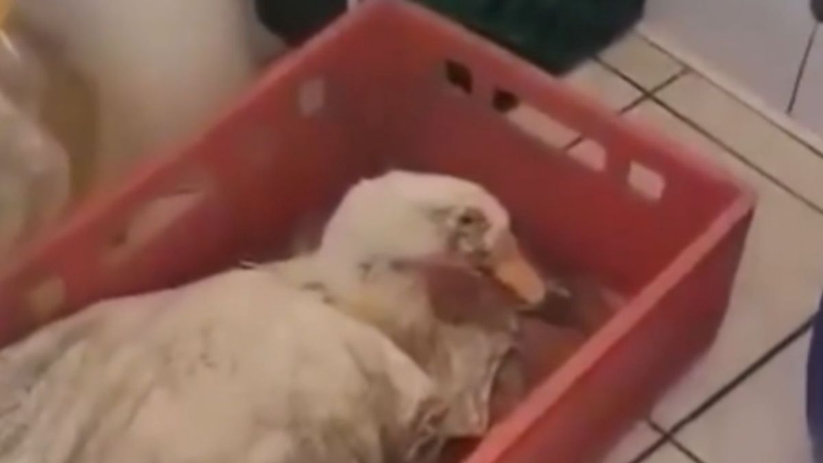 Żywa kaczka w worku przetrzymywana na zapleczu restauracji w Lublinie